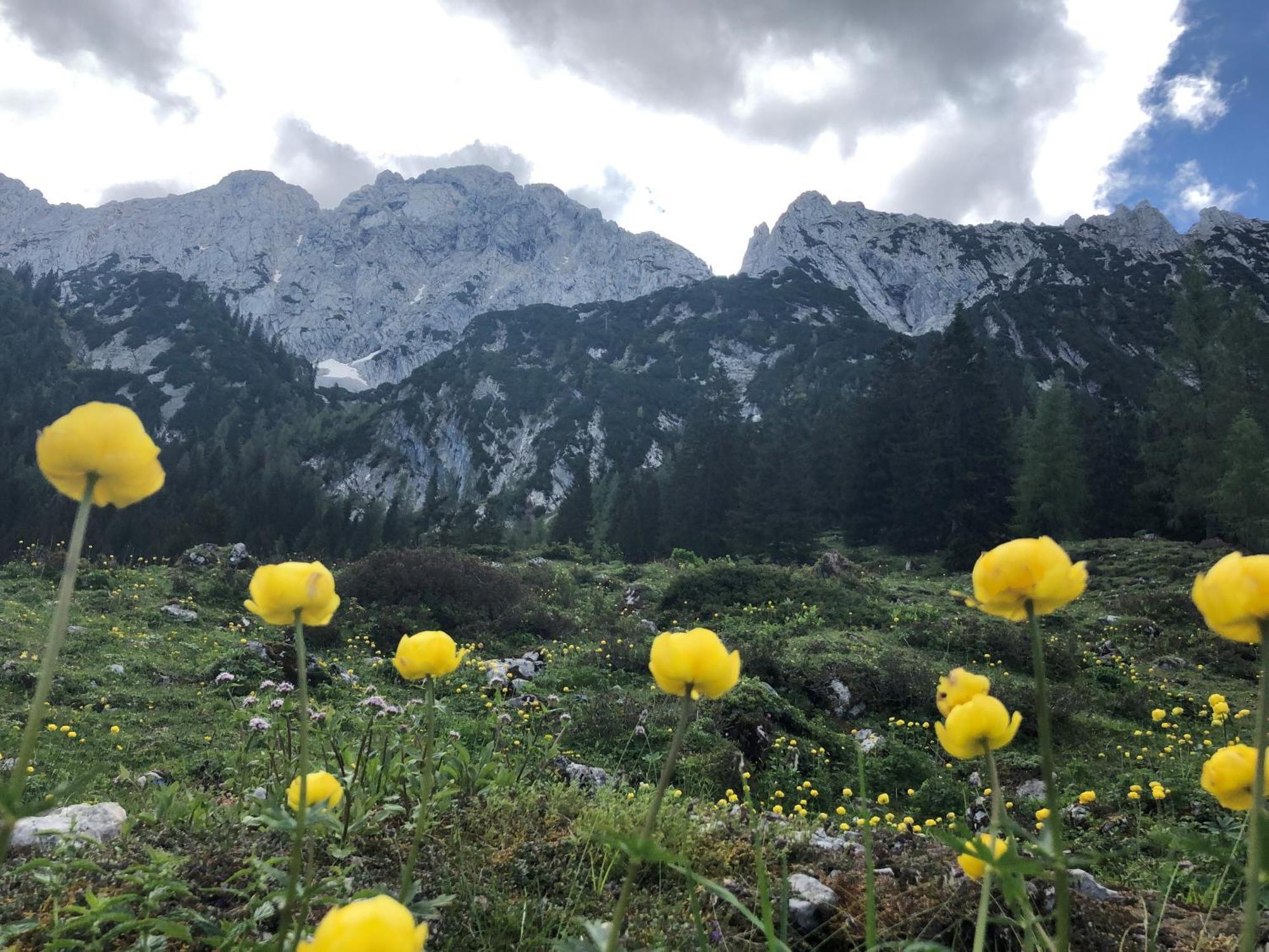 Otto Steiner Appartements Pension Ellmau & Wilder Kaiser المظهر الخارجي الصورة